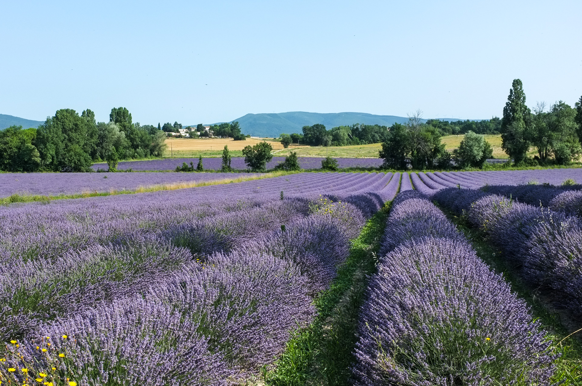 Conciergerie Montélimar Paysage